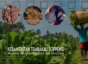 Kebangkitan Tembakau Soppeng Melalui Kebijakan Berani dan Berpihak