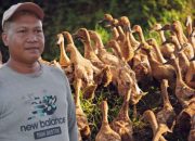 Dari Penerbangan ke Persawahan: Aldi Raup Jutaan Rupiah dari Ternak Itik dan Sapi