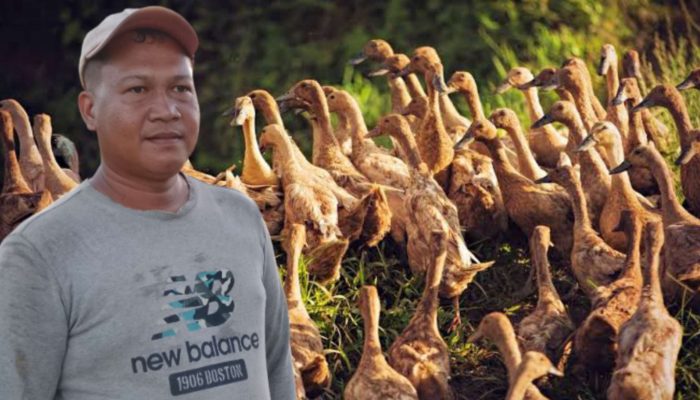 Dari Penerbangan ke Persawahan: Aldi Raup Jutaan Rupiah dari Ternak Itik dan Sapi